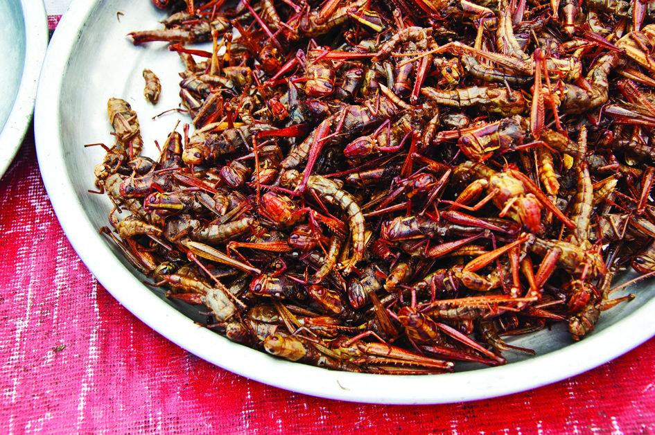 mexico_fried-grasshopper1